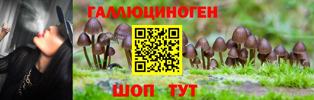 Галлюциногенные грибы мухоморы Волжский
